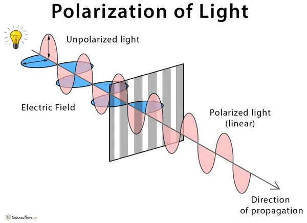 Polarized light therapy protocol diagram for arterial plaque study