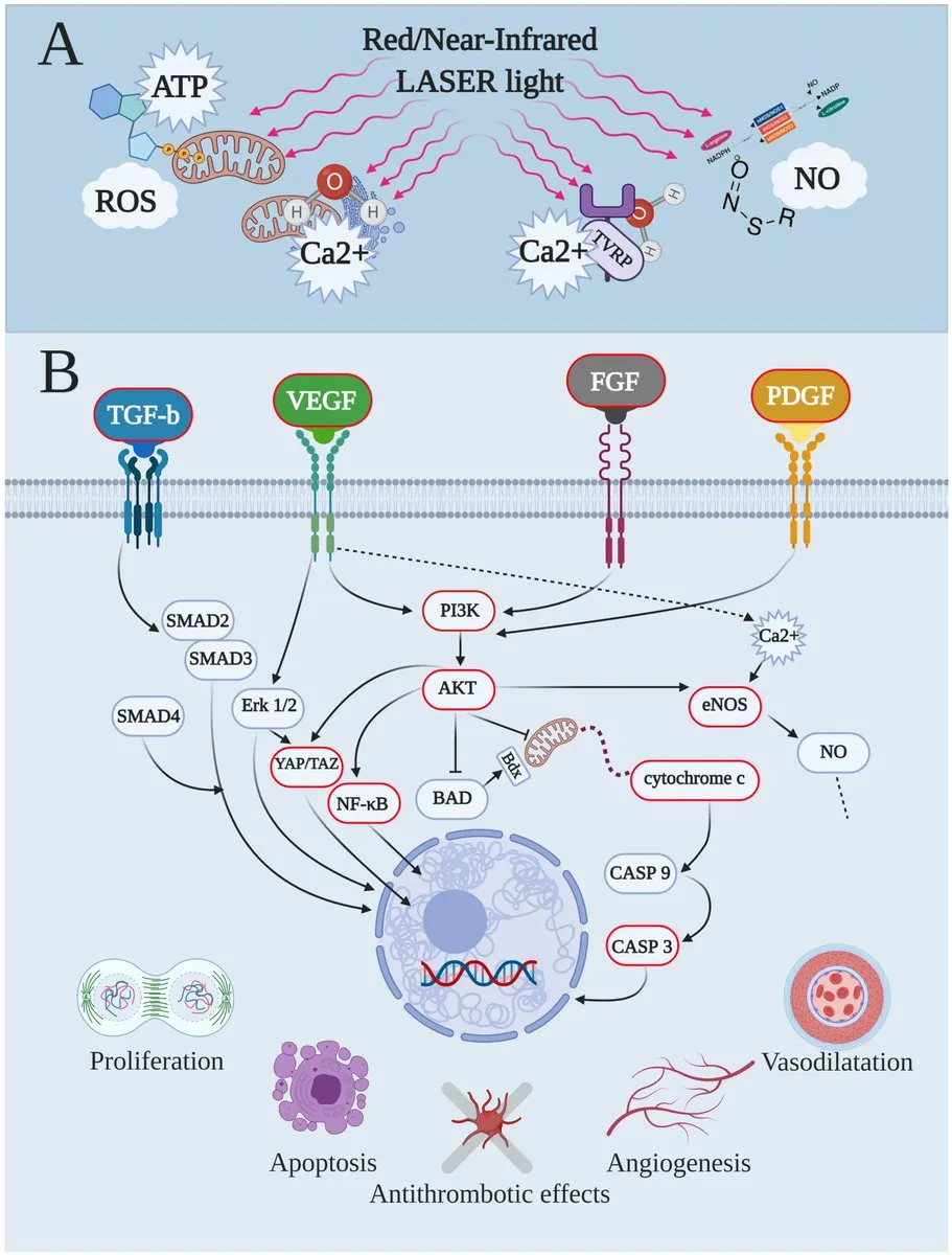 Biological mechanism of red light on mitochondria, nitric oxide, endothelial health and arterial plaque