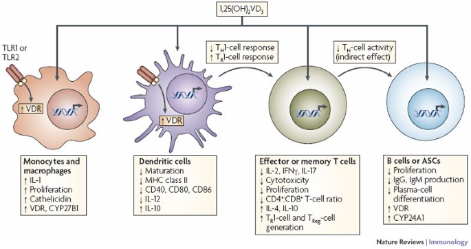 Nutrients required for immune cell division and differentiation
