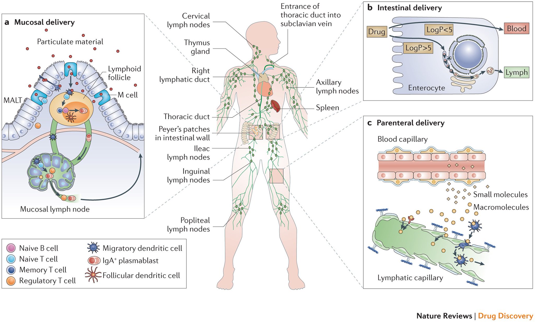 Lymphatic flow clearing debris and moving immune cells to lymph nodes