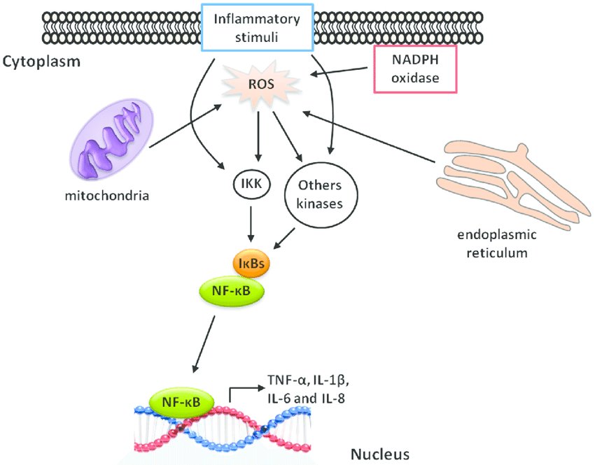 Reactive oxygen species activating NF-kB, the master inflammatory regulator