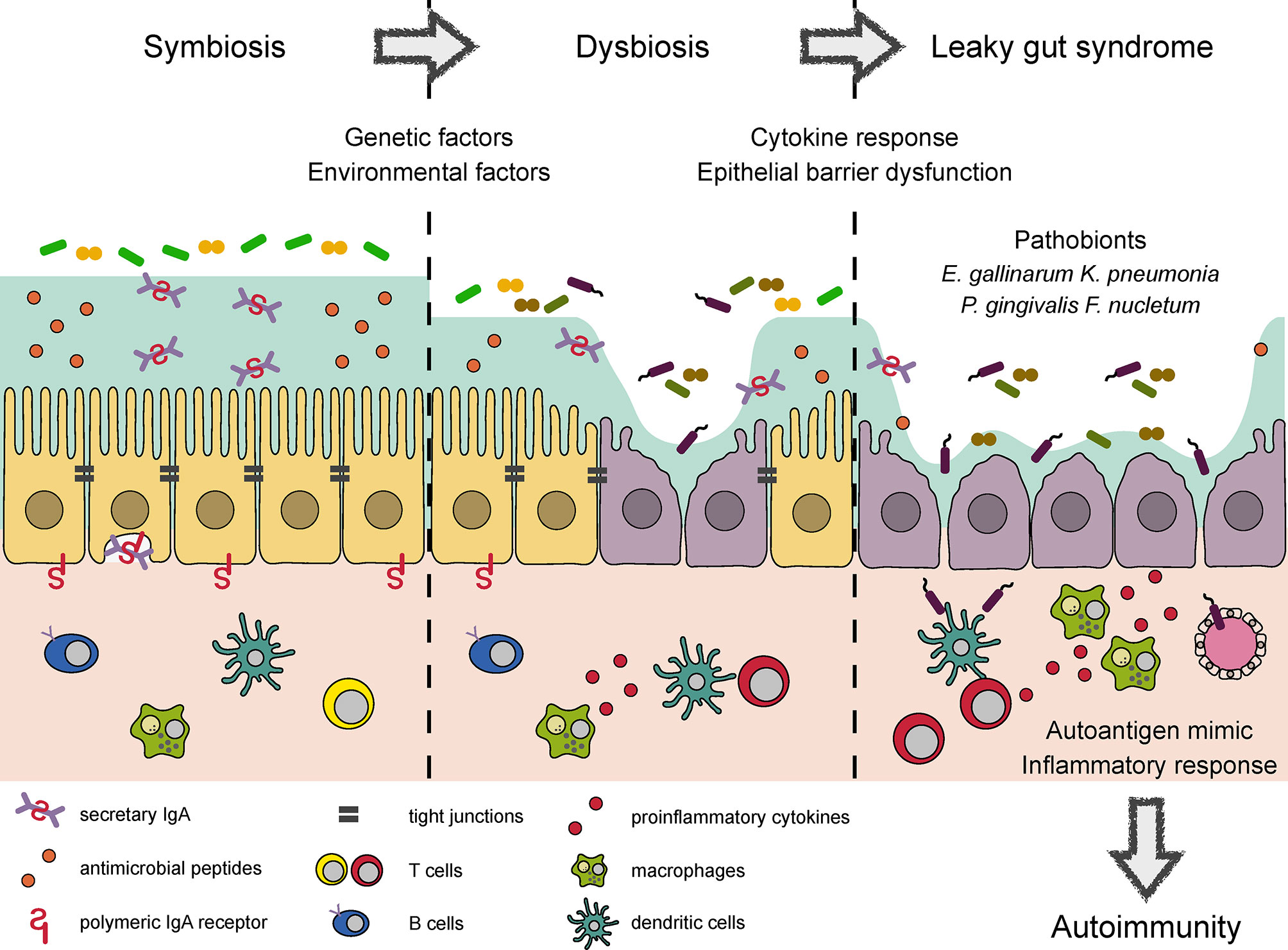 Diagram of intestinal permeability driving systemic inflammation and pro-inflammatory T cells