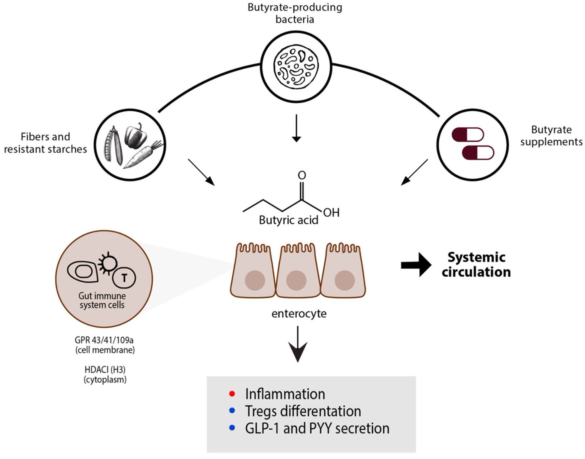 Butyrate from gut bacteria supporting anti-inflammatory regulatory T cells