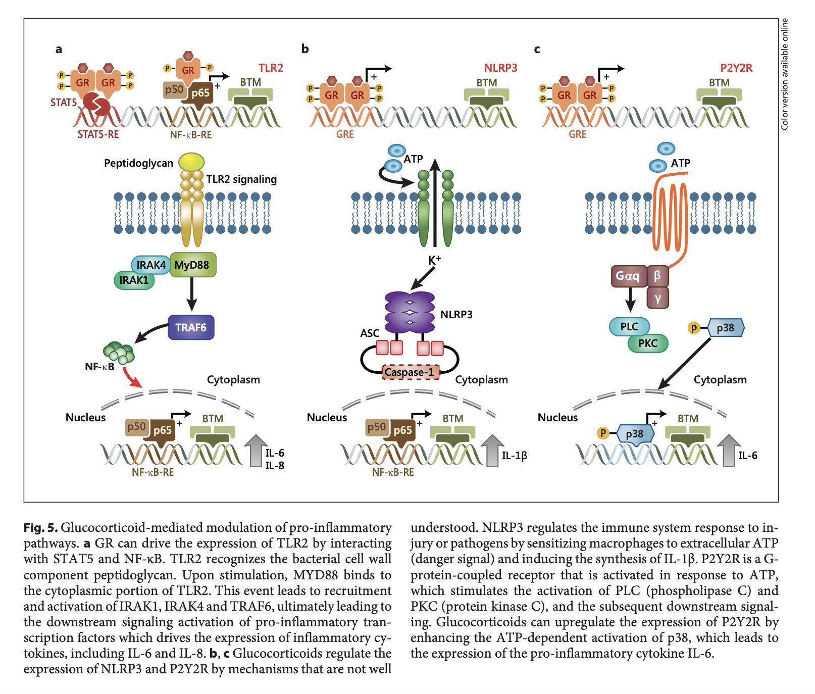 Cortisol enhancing the inflammatory response to tissue damage over time
