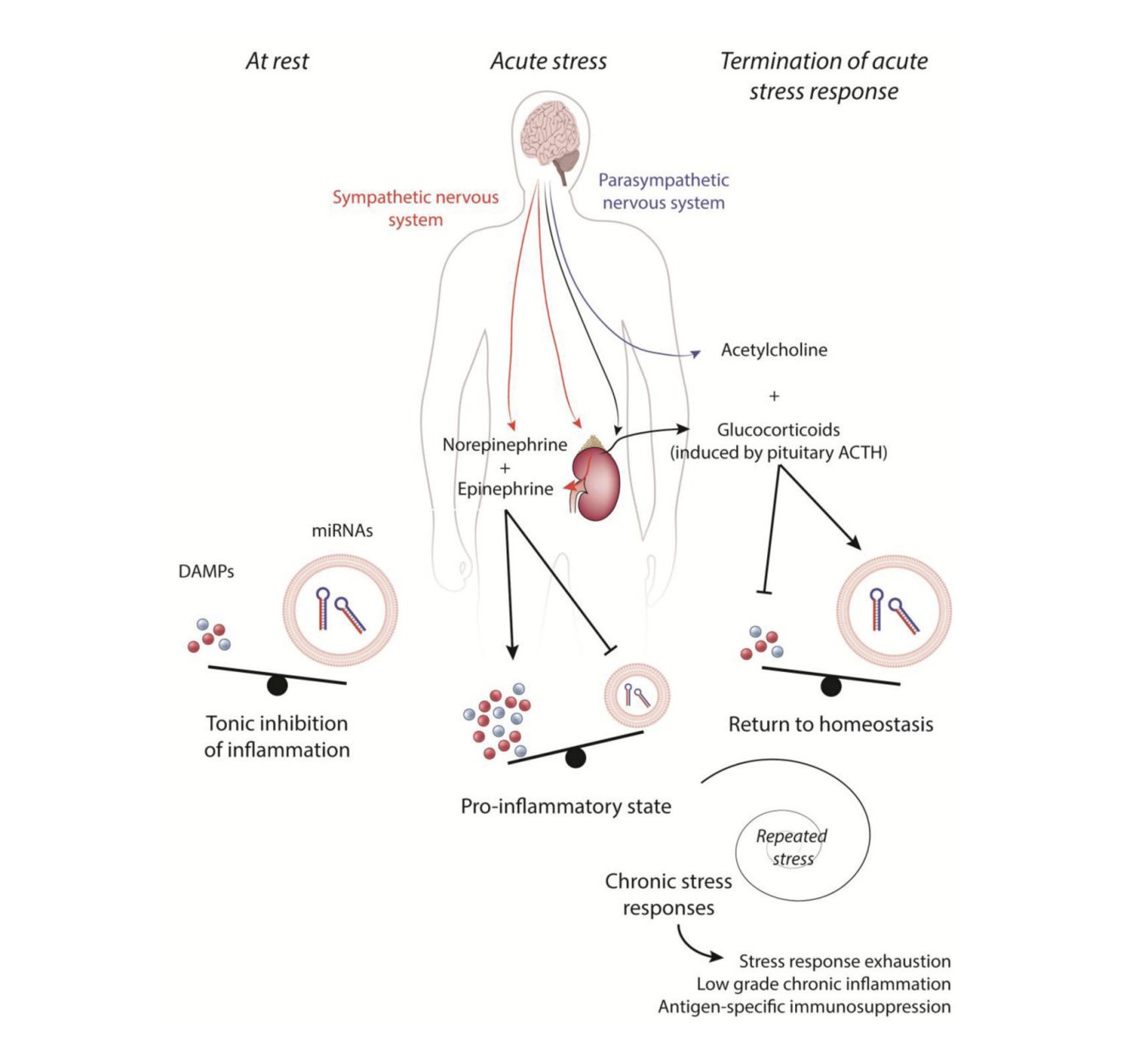 Excess adrenaline damaging tissue and releasing damage-associated molecular patterns