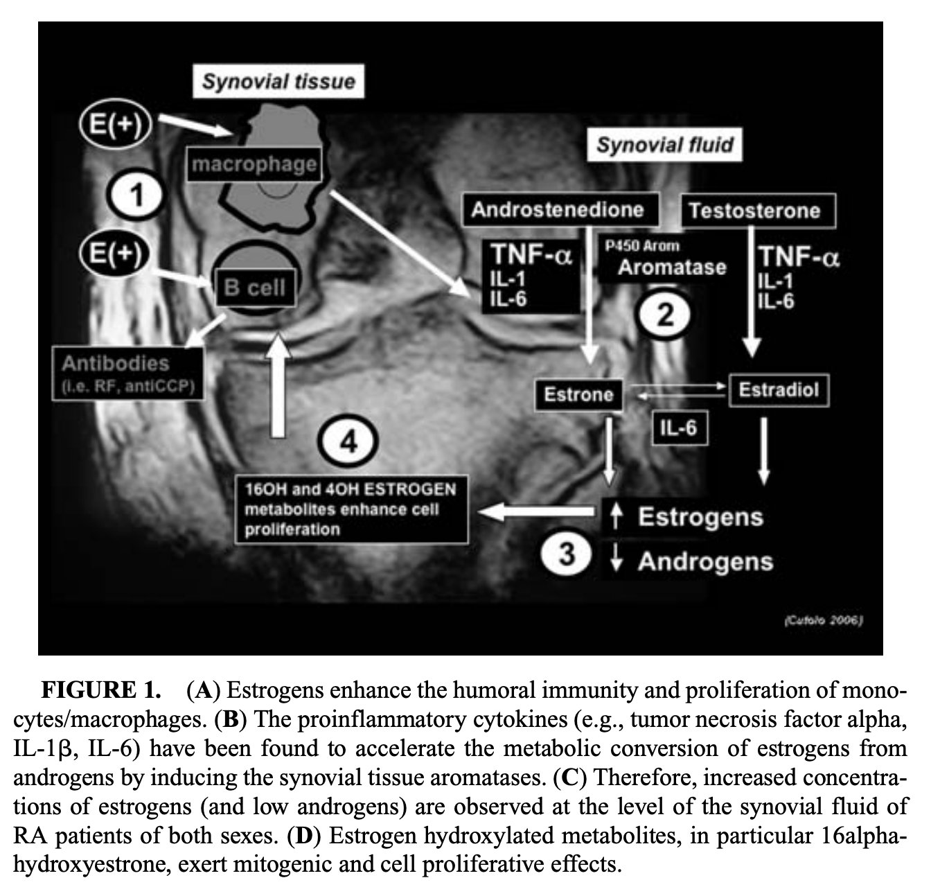 Estrogen effects on the immune system in lupus and multiple sclerosis