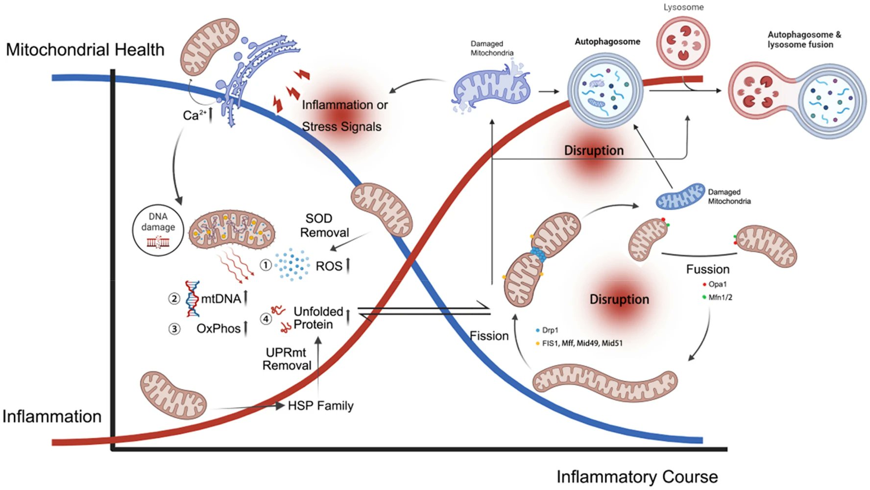 Mitochondrial dysfunction reprogramming immune cells into an inflammatory state