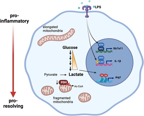 Immune cells lacking energy to resolve inflammation due to poor mitochondrial function