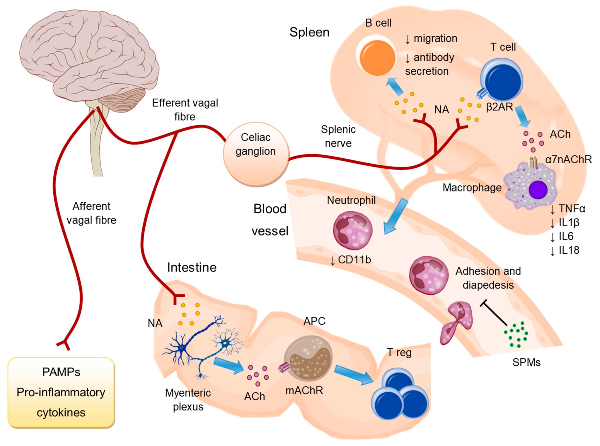 Vagus nerve signaling to immune tissues to promote anti-inflammatory effects