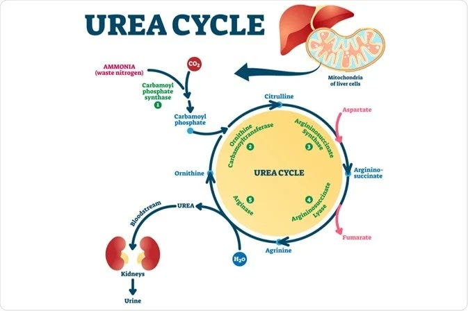 Amino acid metabolism, ammonia production, and the urea cycle nutrient requirements