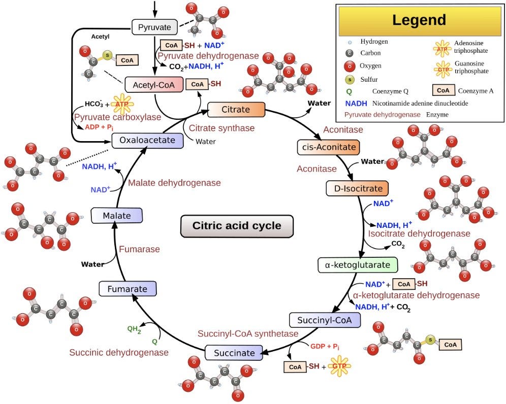 Krebs cycle diagram showing nutrient requirements and entry points from macronutrients