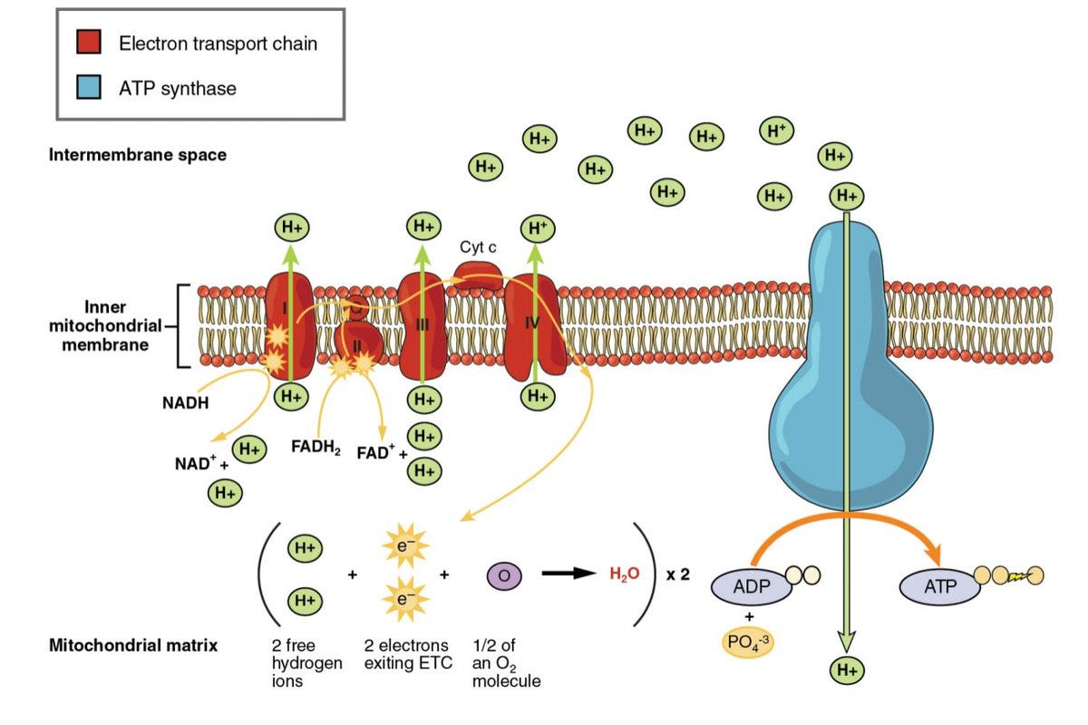 Electron transport chain key nutrients and inhibitors affecting ATP production