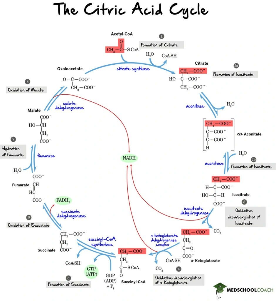 How one inhibited enzyme in the Krebs cycle creates a cascade effect throughout energy production