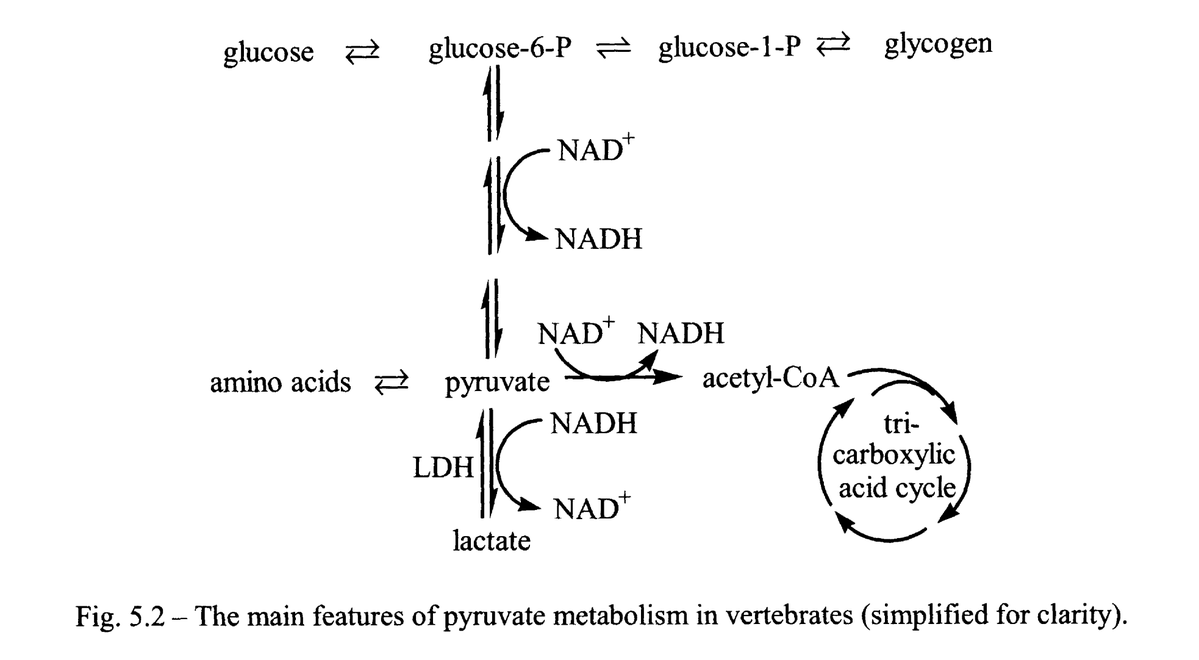 NAD+ to NADH ratio and how ETC dysfunction stalls the entire metabolic chain