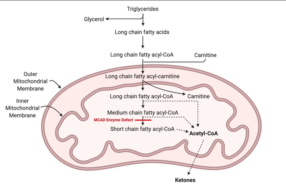 MCAD enzyme deficiency and genetic impacts on fat metabolism