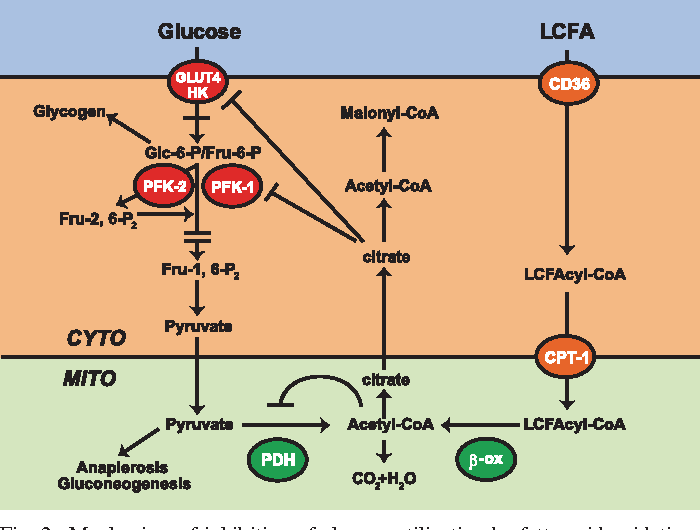 Randle cycle showing competitive inhibition between glucose and fat oxidation in cells