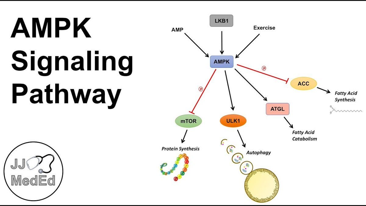 AMPK, PGC-1 alpha, and sirtuin master controllers of mitochondrial biogenesis and enzyme activity