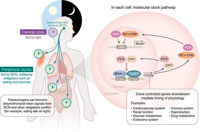 Circadian rhythm control of metabolic genes and hormone regulation