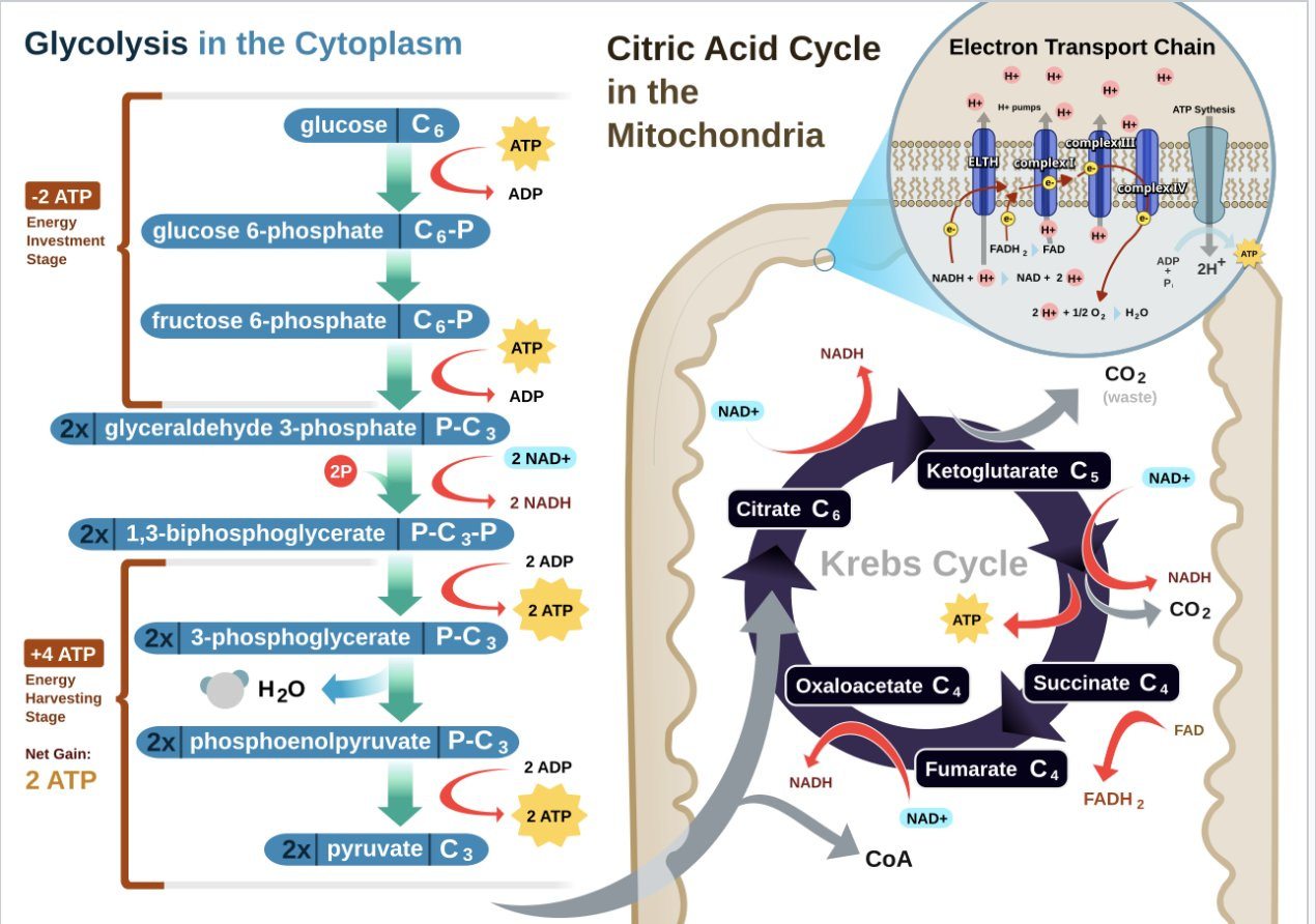 Diagram showing how impaired metabolism affects every function in the cell