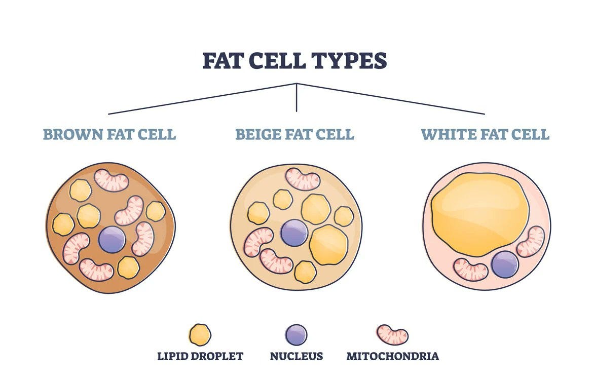 Brown fat versus white fat and the role of brown adipose tissue in metabolism and heat generation