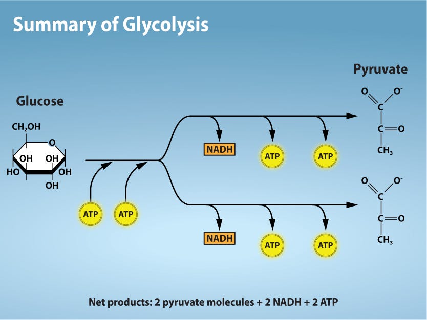 Pyruvate dehydrogenase enzyme requirements for converting pyruvate to acetyl-CoA