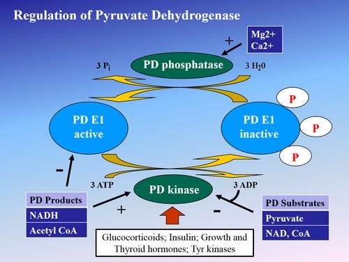Pyruvate carboxylase pathway and cofactor requirements