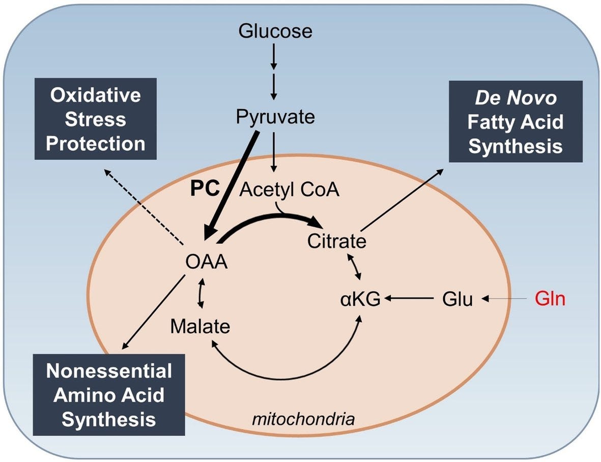 Fructose activating glycolysis enzymes and PDH in energy metabolism