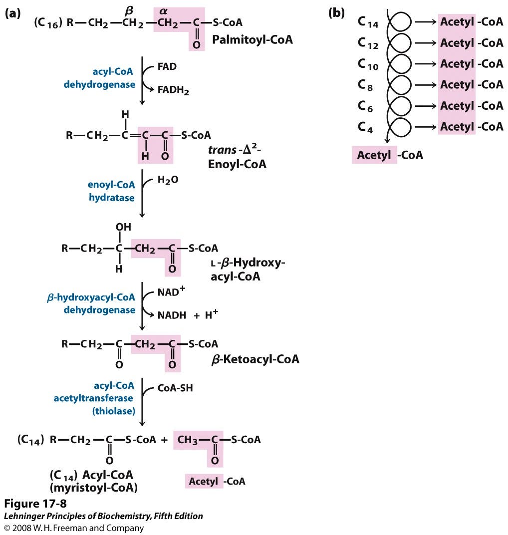 Beta oxidation of fats and the nutrients required for proper fat burning