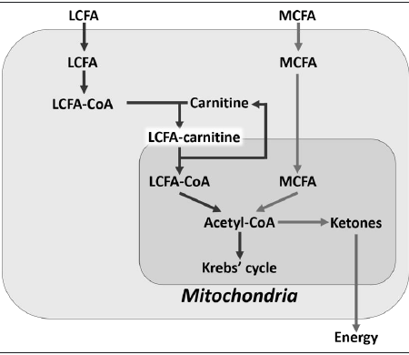 Medium chain triglycerides bypassing the carnitine shuttle in fat metabolism