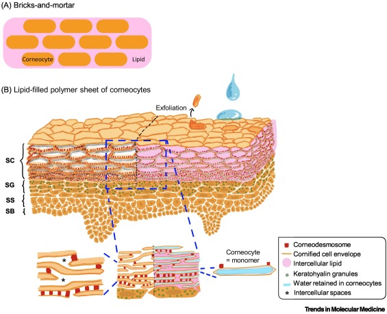 Diagram of the epidermis layers including the stratum corneum