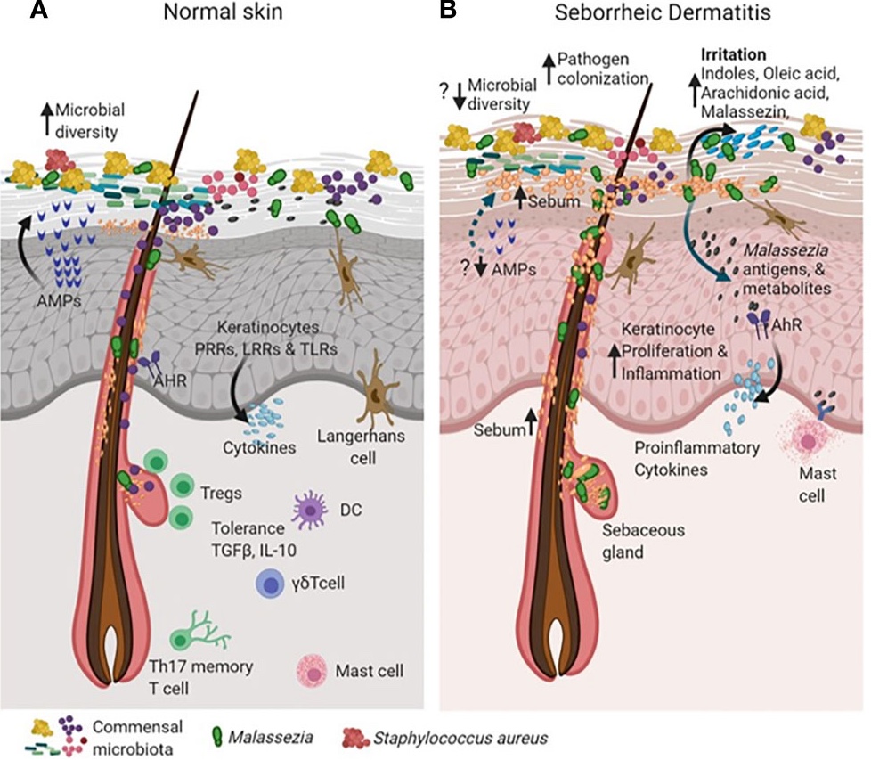 Close-up illustration of the stratum corneum lipid and protein matrix