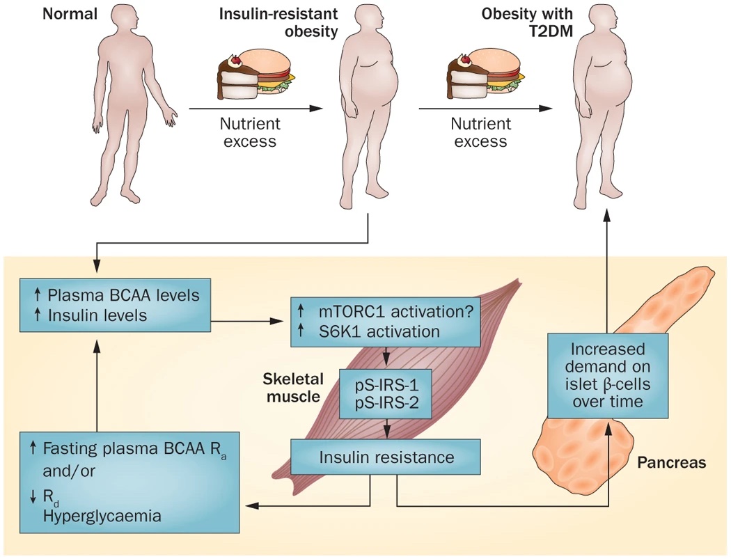 Study results of a low tryptophan diet improving depression in IBS patients