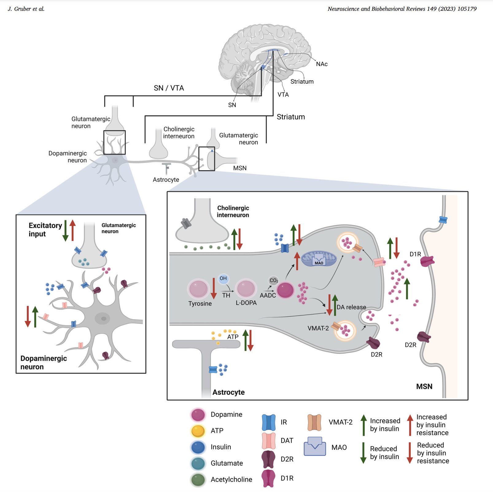 Review excerpt on insulin promoting dopamine release and tyrosine transport into the brain