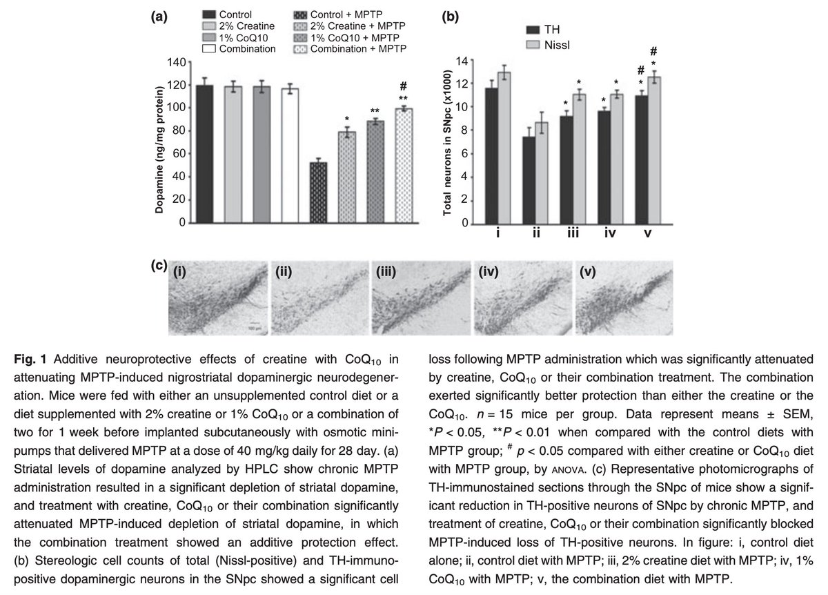 Research on creatine preserving brain energy and protecting dopamine neurons