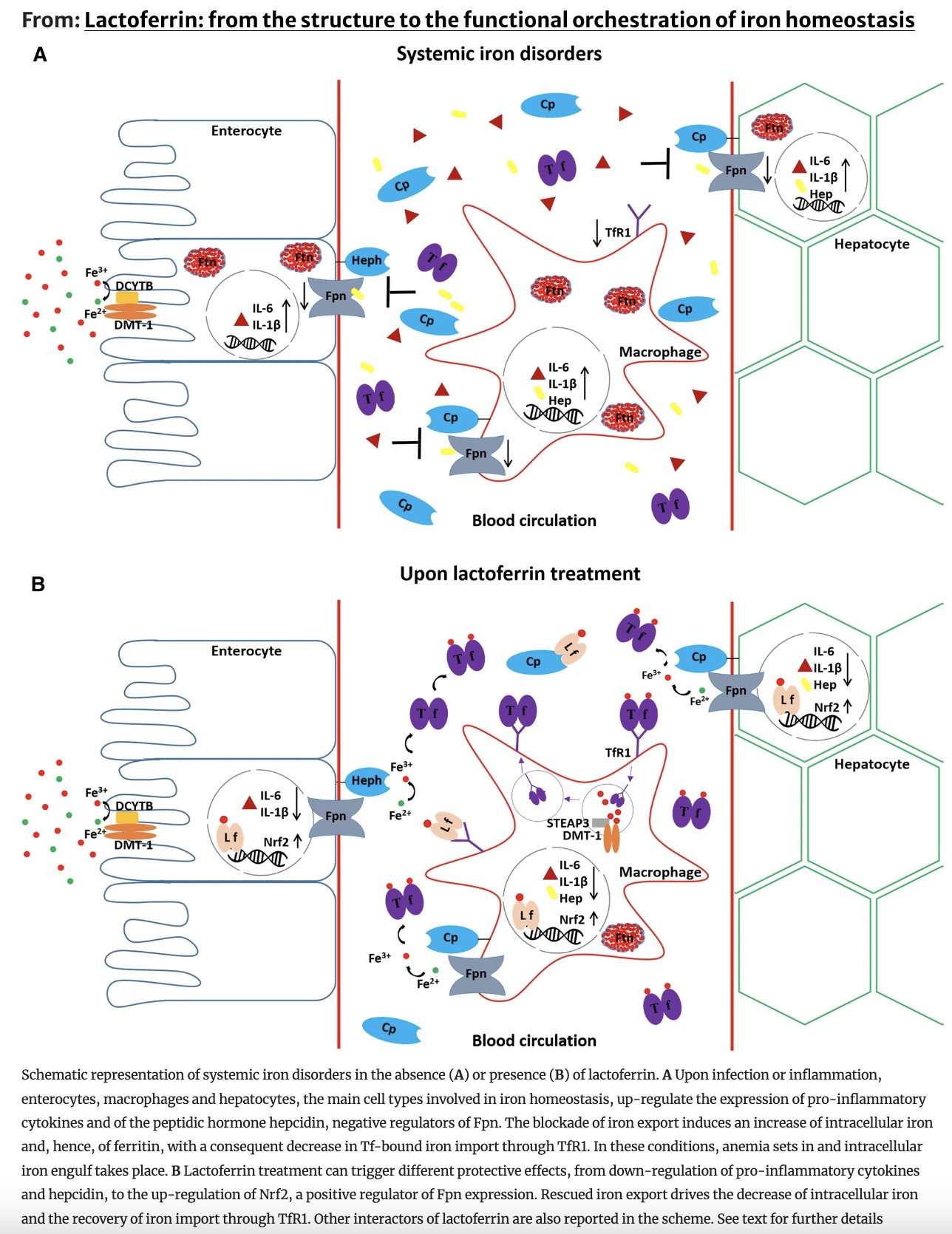 Study on lactoferrin preventing inflammatory iron accumulation in cells