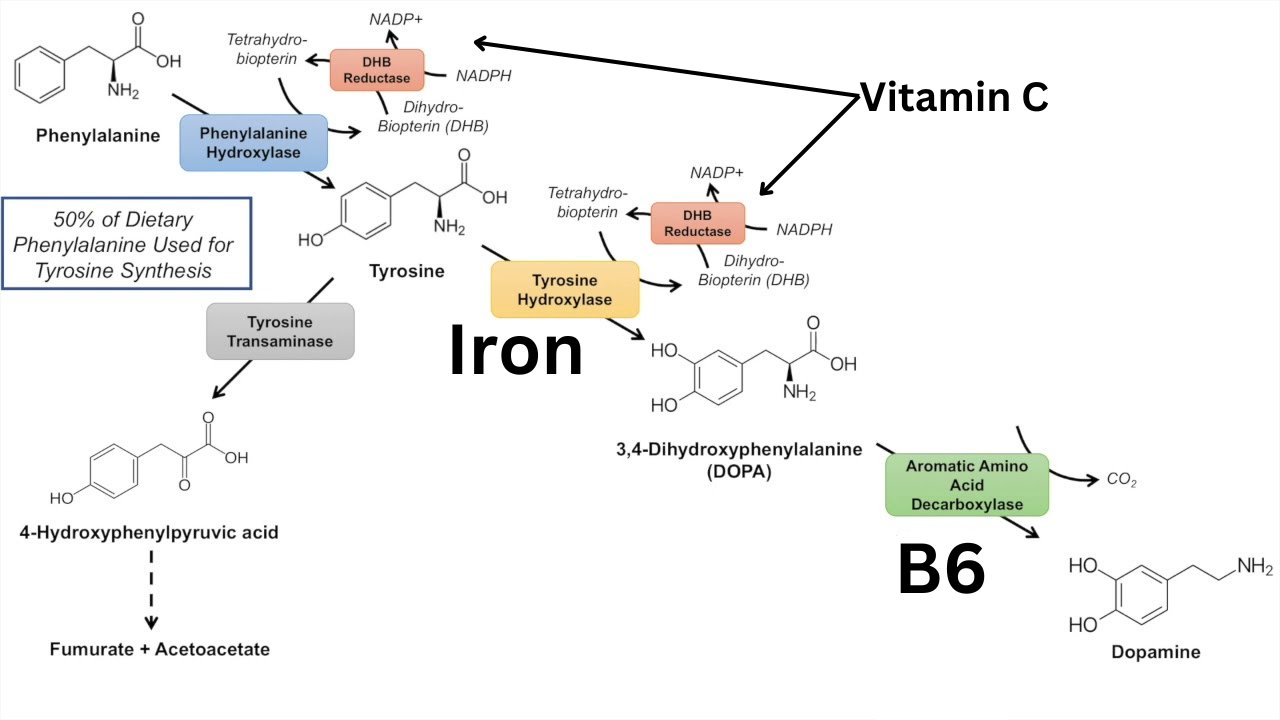 Diagram of dopamine pathways from the substantia nigra and ventral tegmental area to the prefrontal cortex, nucleus accumbens, striatum and pituitary