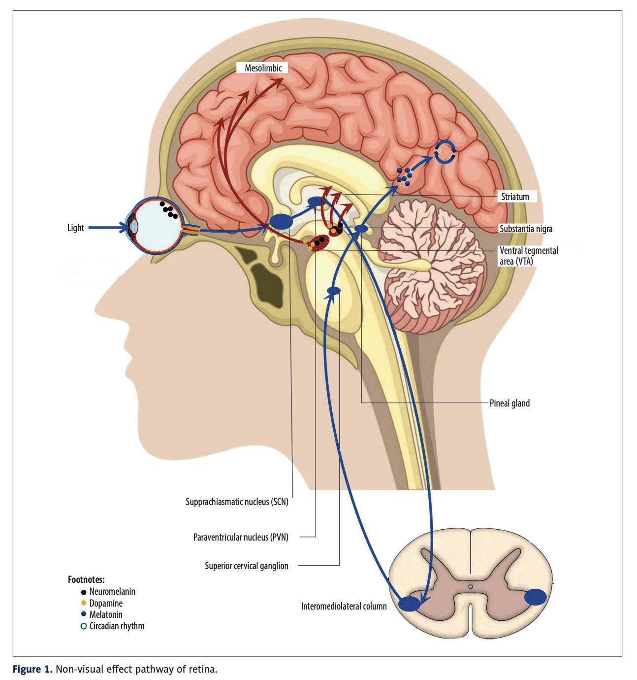 Research on bright light suppressing melatonin and improving low dopamine conditions