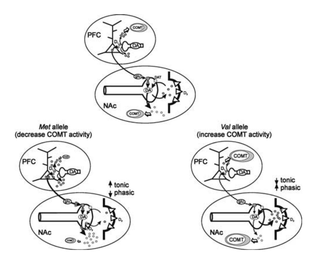 Diagram of COMT methylation regulating tonic and phasic dopamine levels