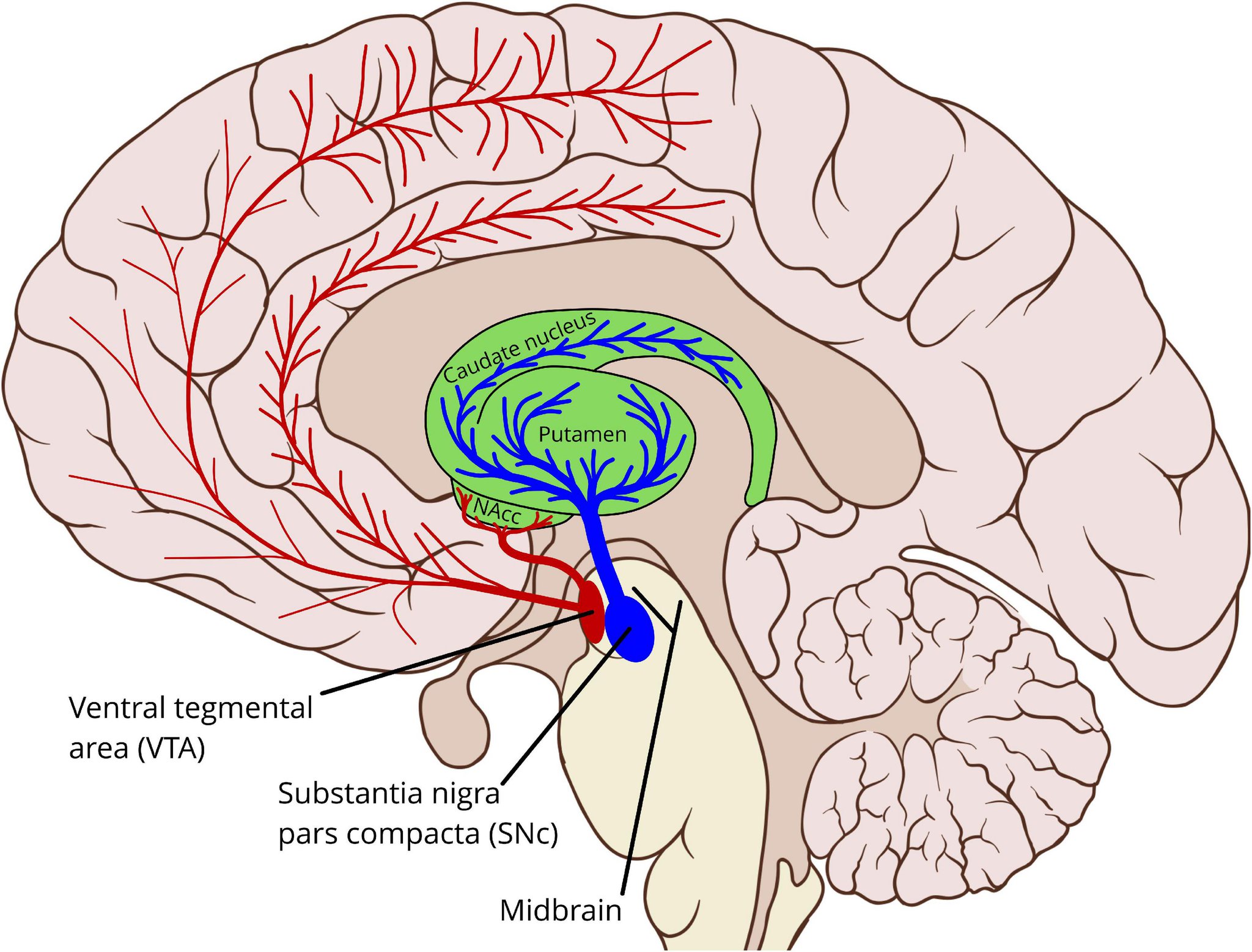 Study on L-tyrosine supplementation and low plasma tyrosine in depression