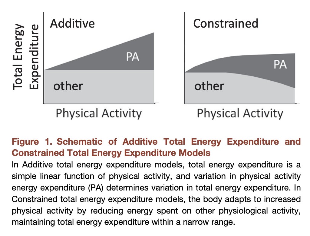 Research on metabolic compensation in response to exercise