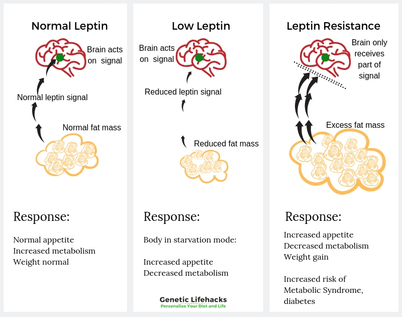 Diagram of leptin signaling to the brain and its impairment in obesity