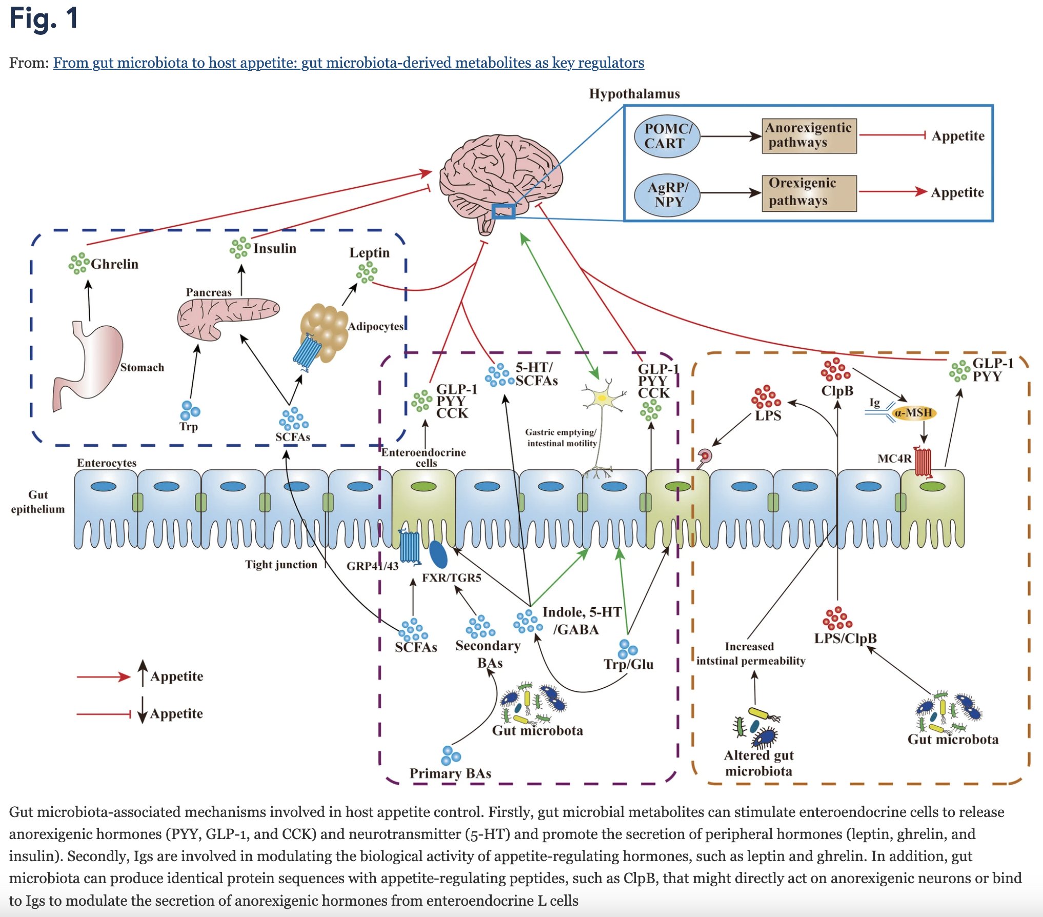Research on gut health and appetite signal perception