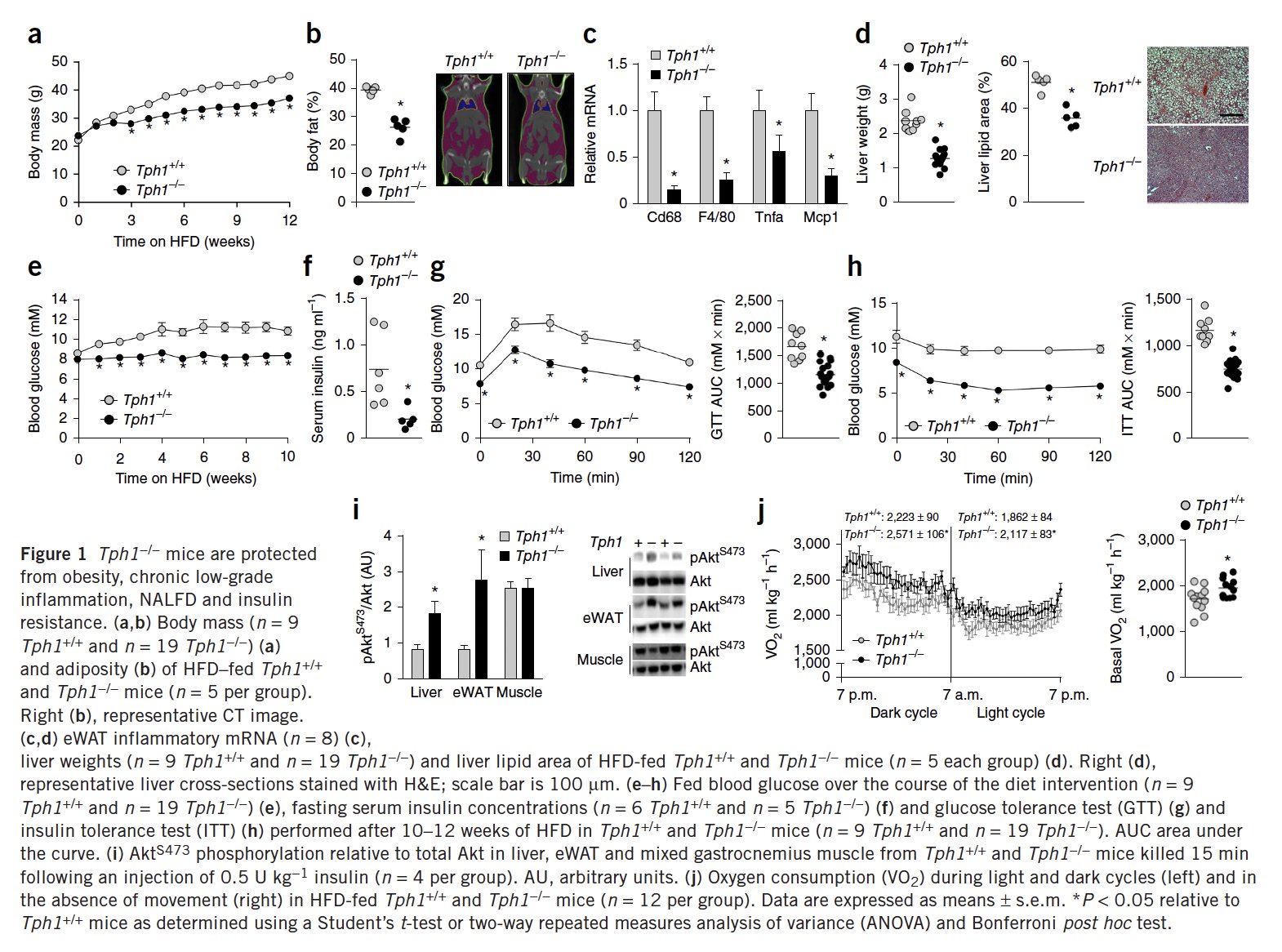 Study showing gut-derived serotonin lowers metabolism and blocks fat browning