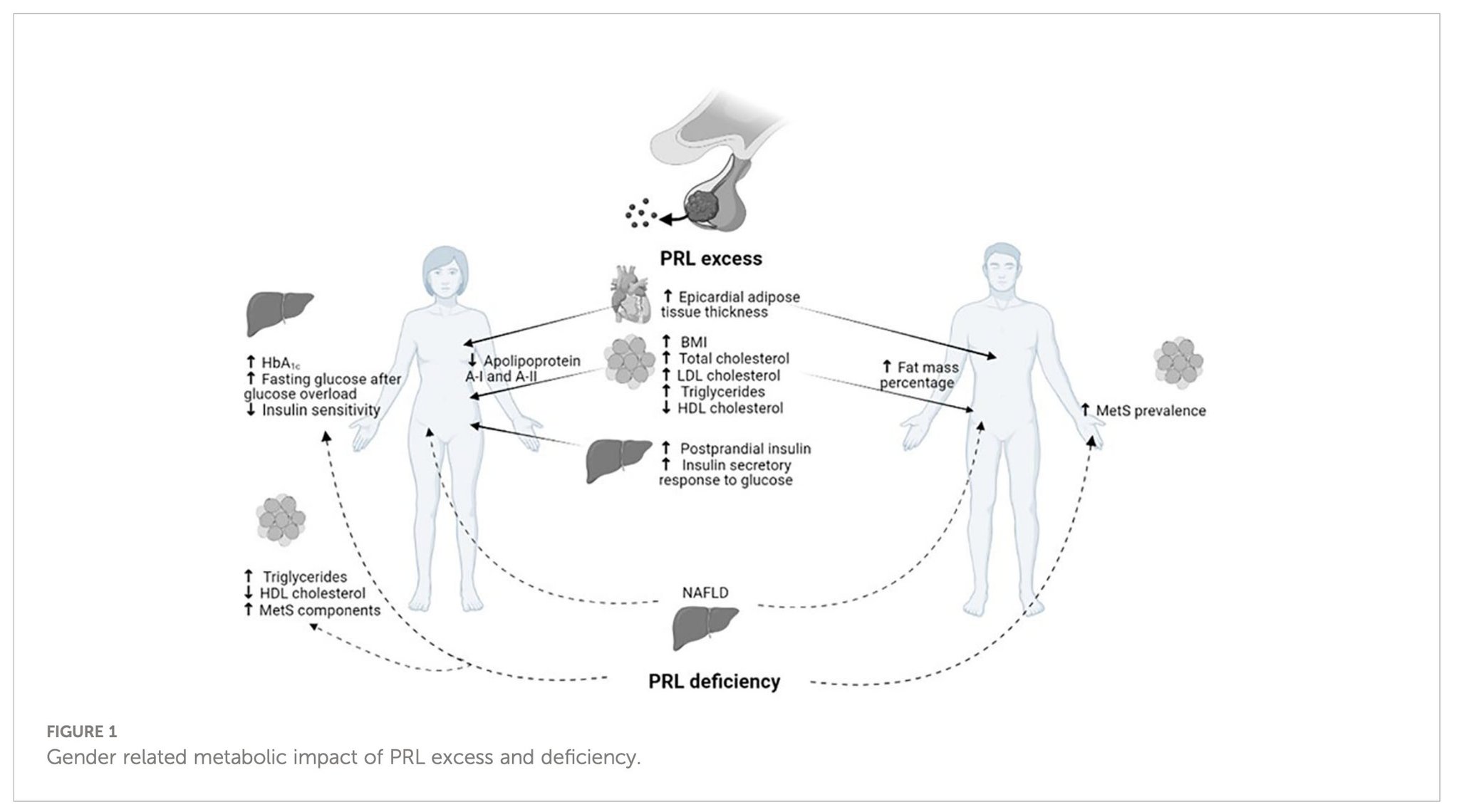 Prolactin, dopamine and their effects on fat gain and metabolism