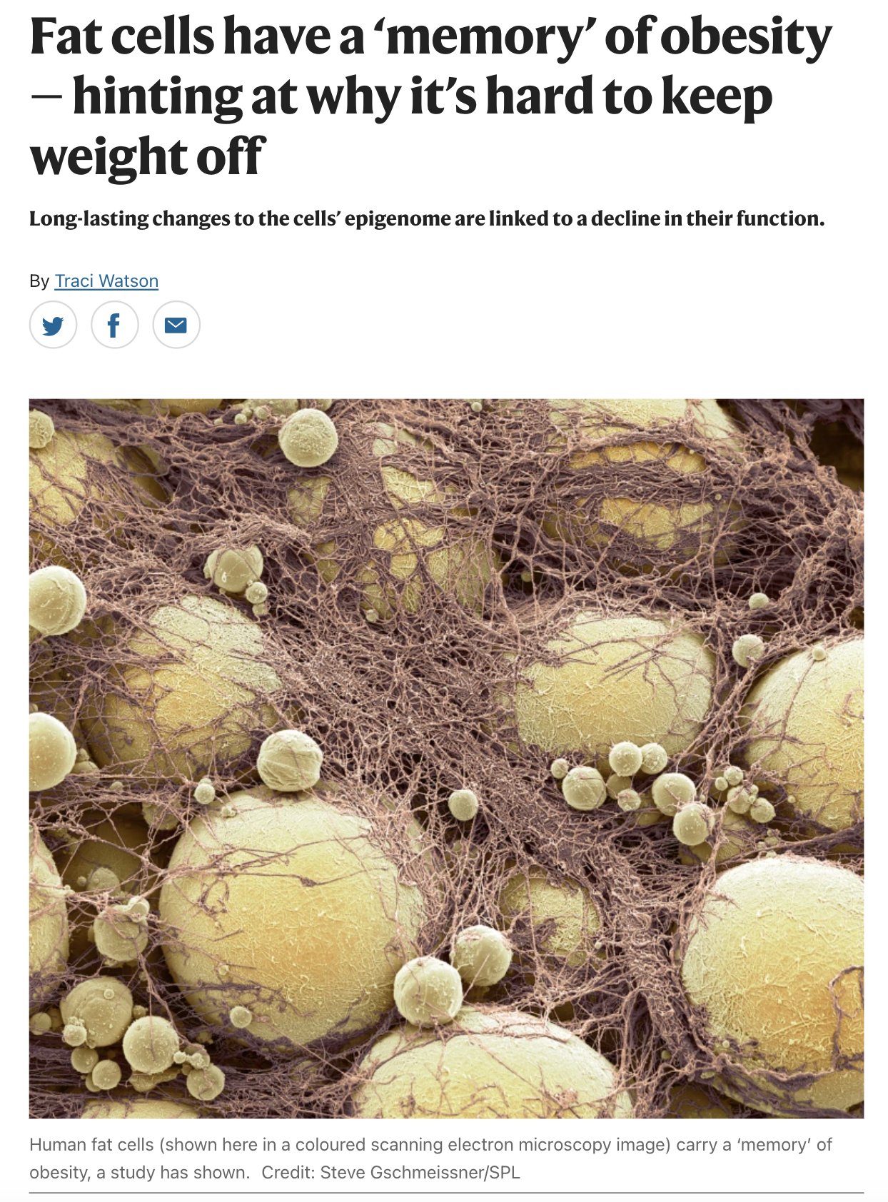Report on fat tissue memory after weight loss