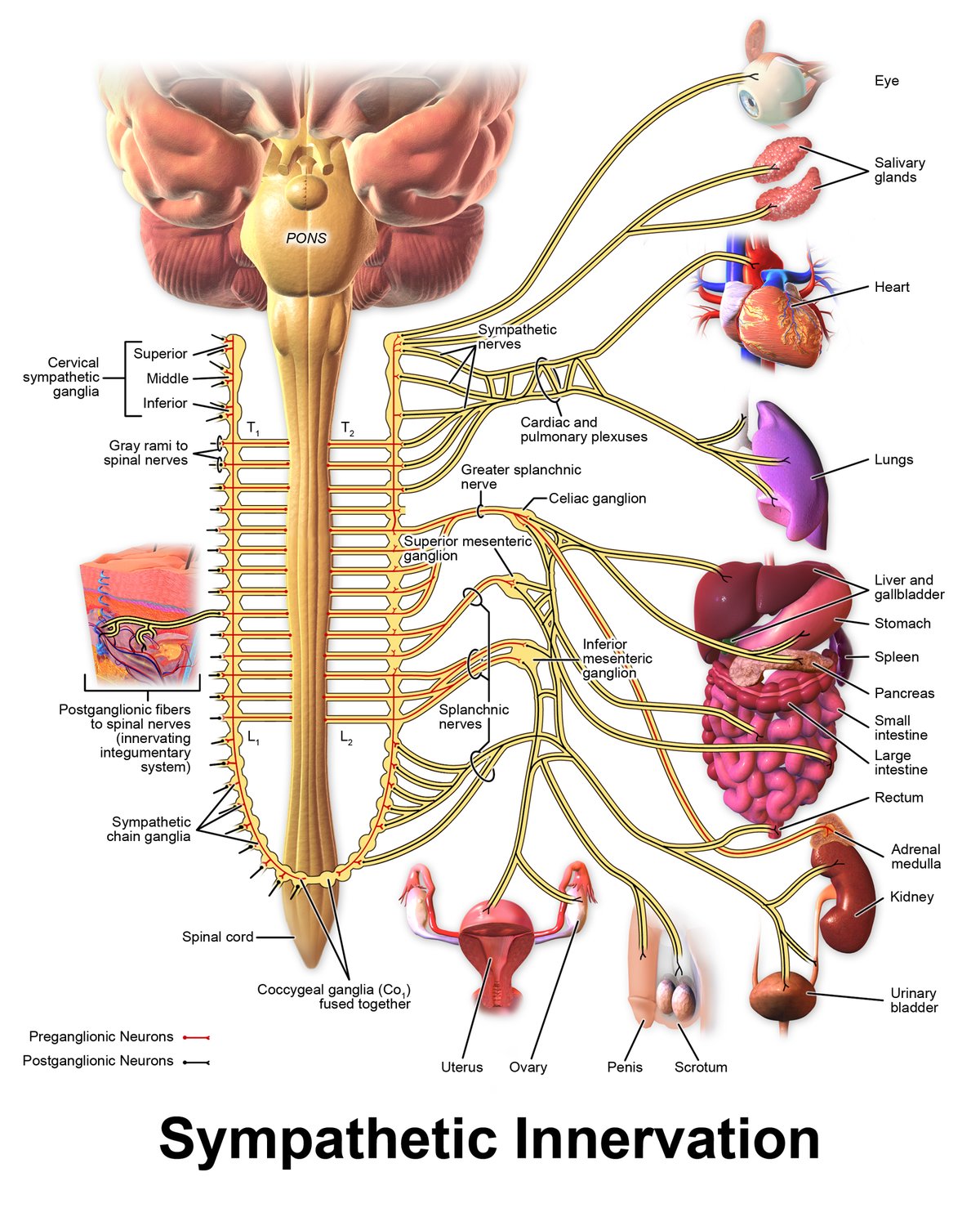 Diagram of how CRF from hypothalamus and sympathetic innervation suppresses testicular testosterone production under stress