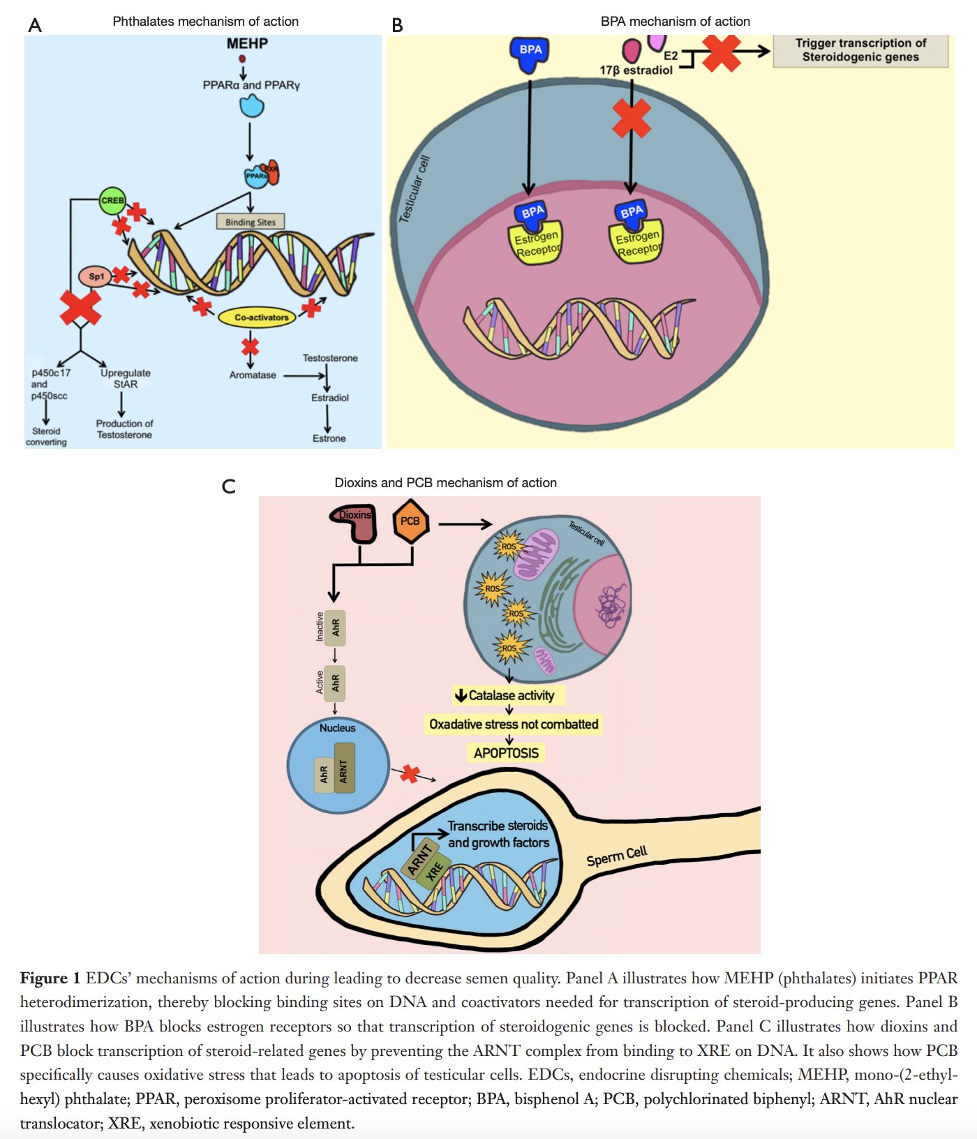 Overview of endocrine disruptors in plastics, food additives, and personal care products disrupting testosterone production