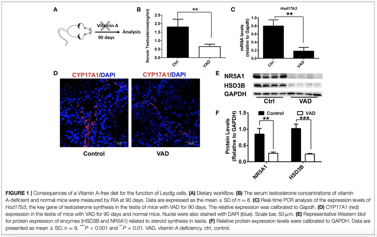 Overview of vitamin D's role in testicular testosterone production