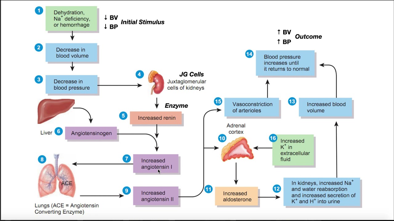 Renin-angiotensin-aldosterone system activated by salt restriction