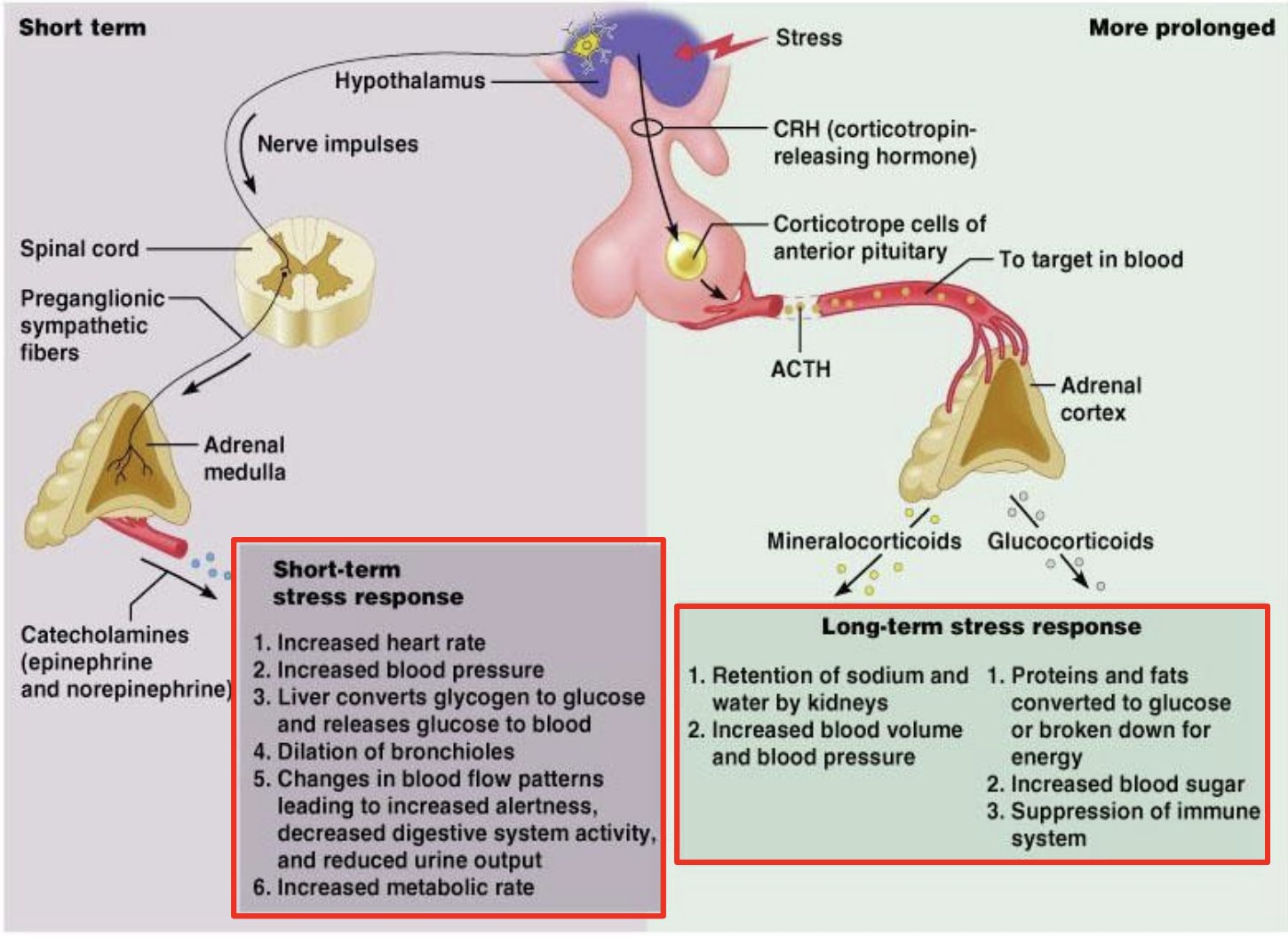 Diagram of the brain's stress system including the amygdala and hypothalamus